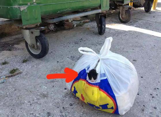 Ηλιούπολη: Βρήκαν κουτάβια και γατάκια ζωντανά πεταμένα στα σκουπίδια